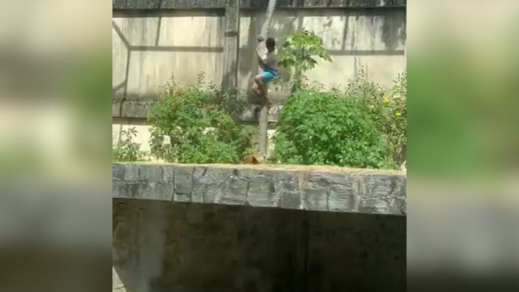 Homem invade jaula e é morto por leoa em zoológico de João Pessoa — Foto: Reprodução