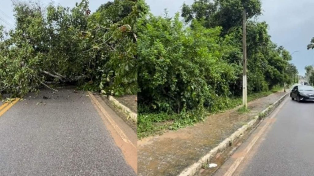 Árvore cai, atinge fiação elétrica e interdita trecho da PB-041